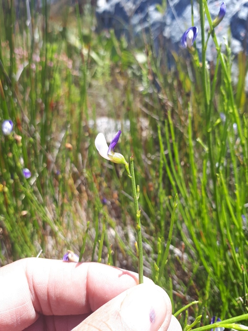 Psoralea rigidula photo 4