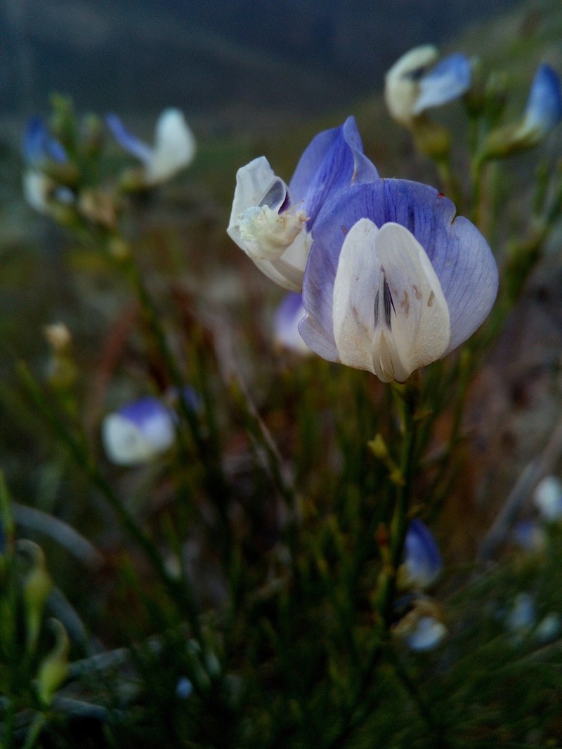 Psoralea rigidula photo 5