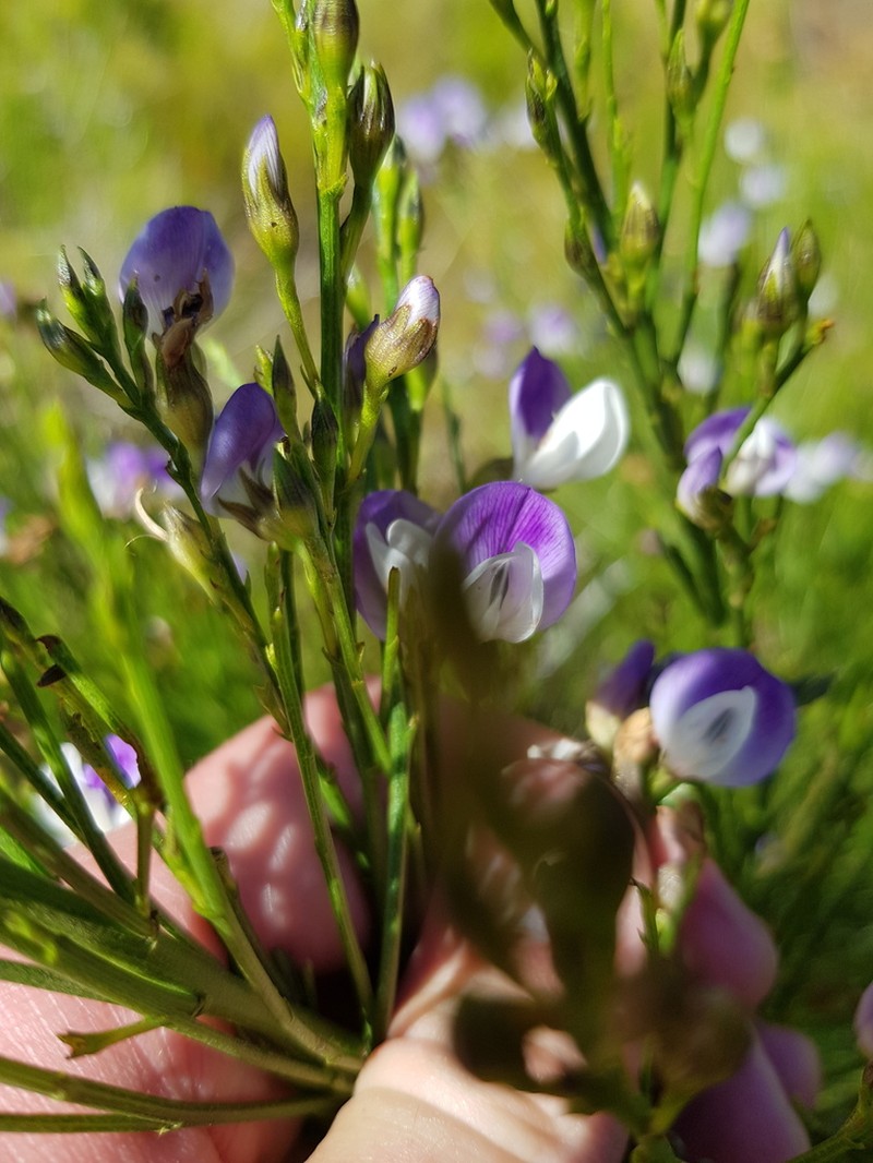 Psoralea rigidula photo 6