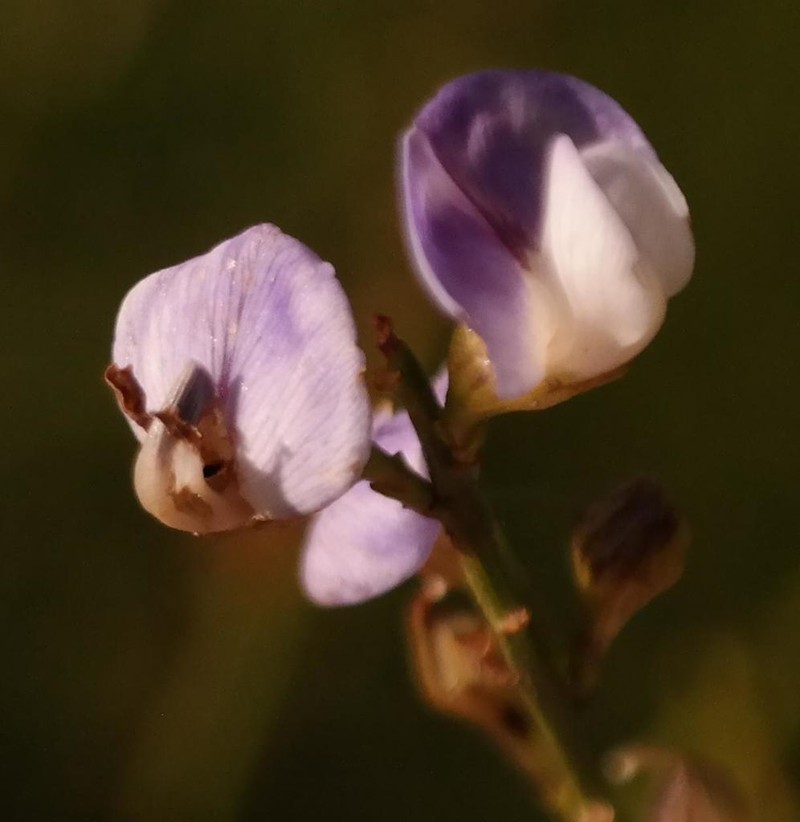 Psoralea rigidula photo 7