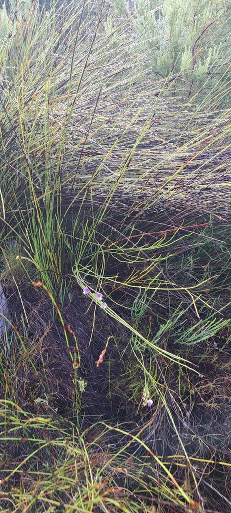 Psoralea rigidula photo 8