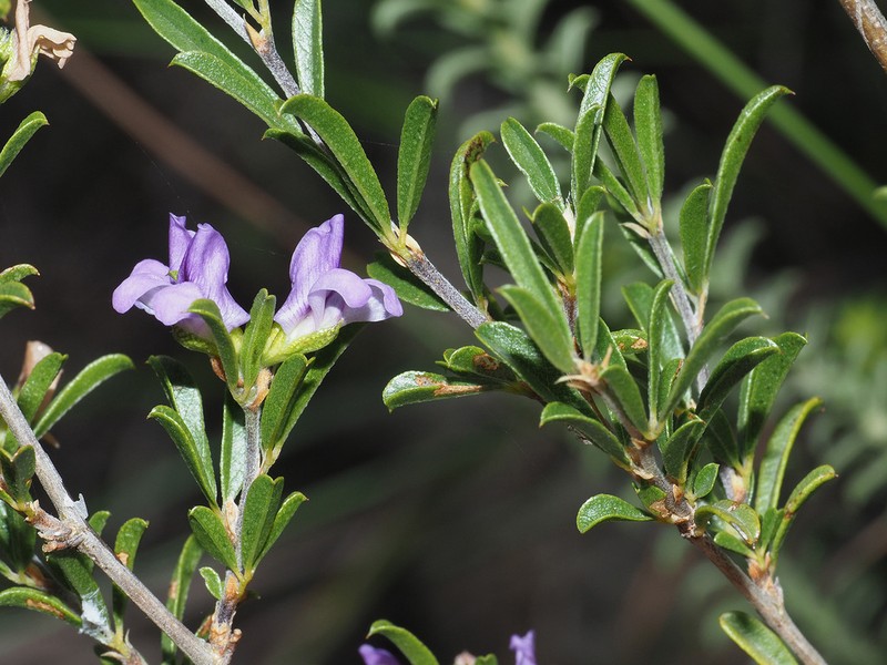 Psoralea rubicunda photo 2