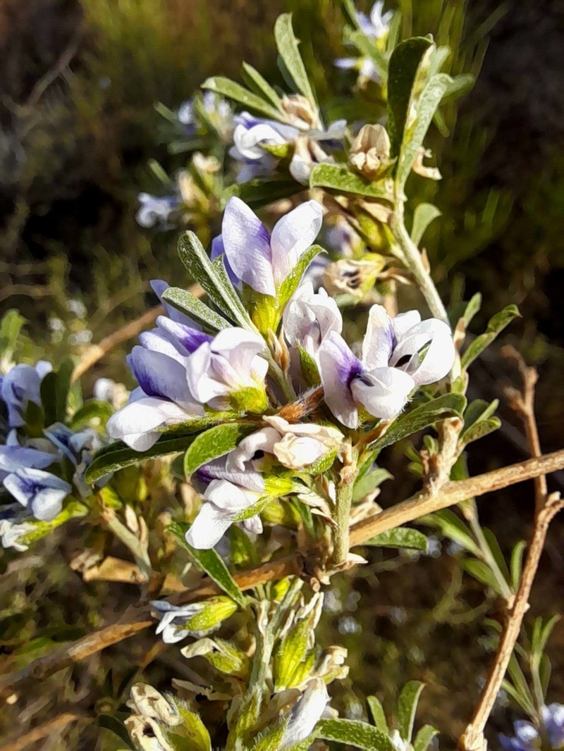 Psoralea rubicunda photo 3