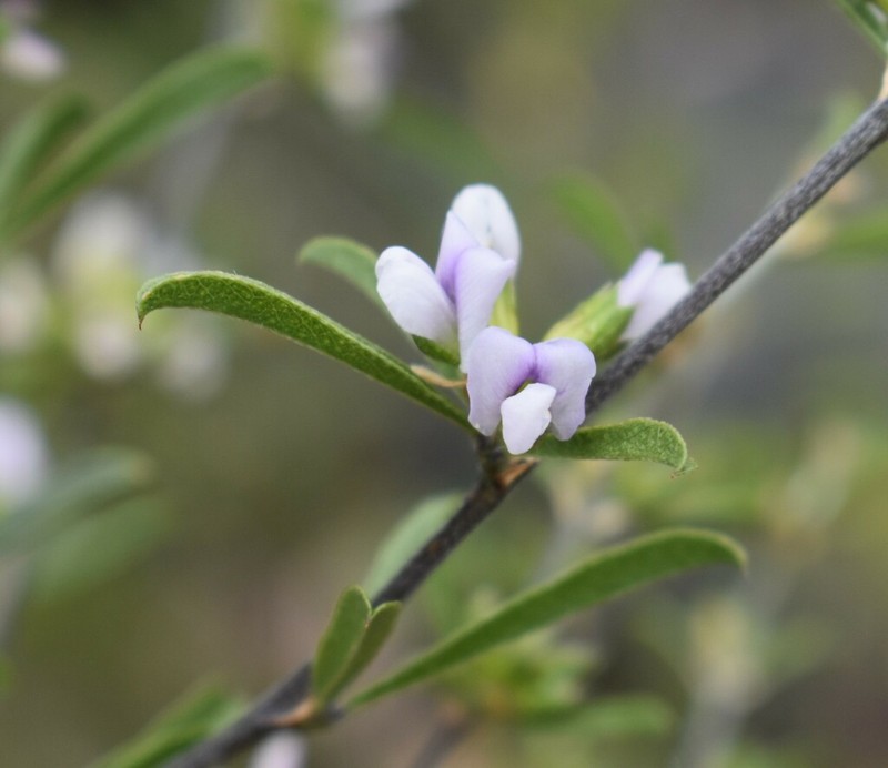 Psoralea rubicunda photo 4