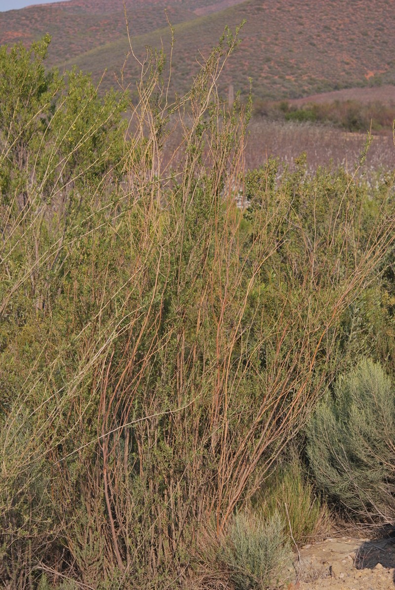 Psoralea rubicunda photo 5