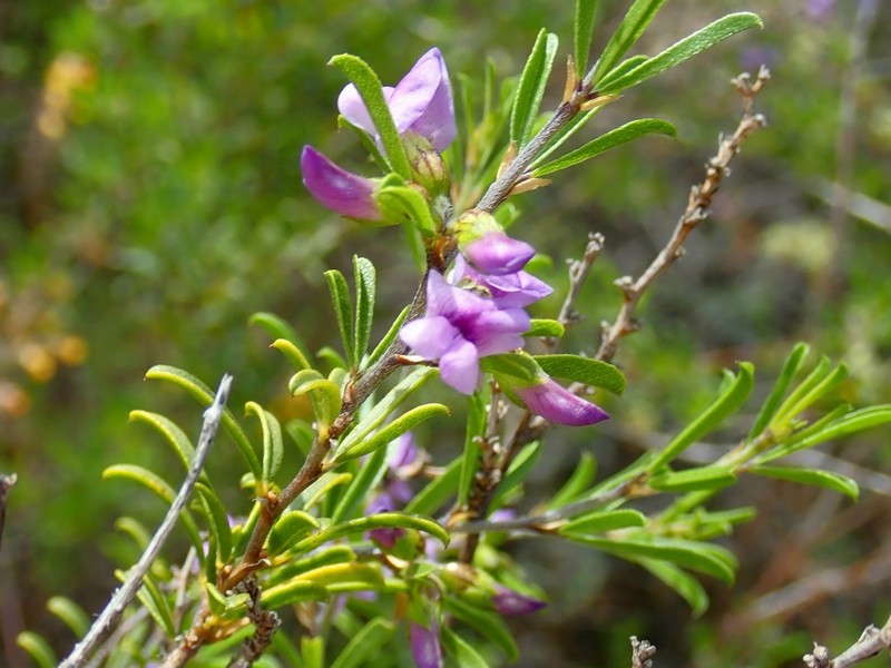 Psoralea rubicunda photo 6