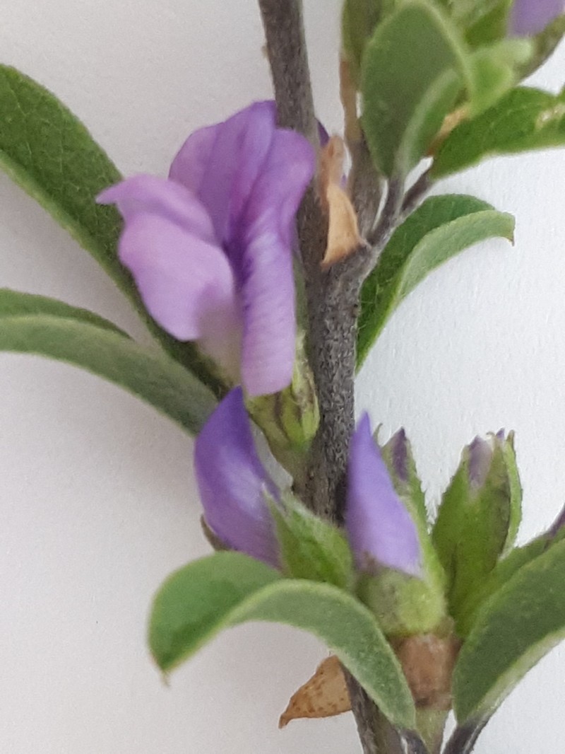 Psoralea rubicunda photo 7