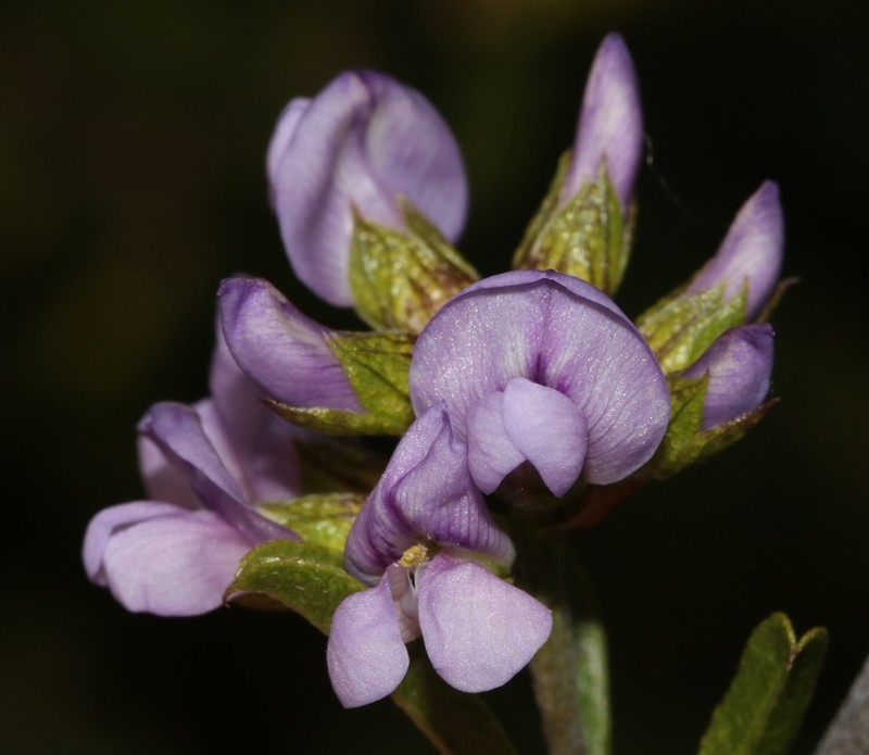 Psoralea rubicunda photo 8