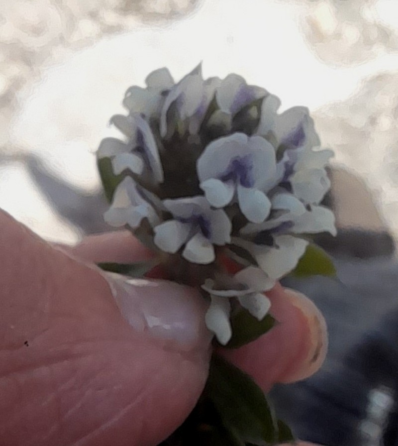 Psoralea sabulosa