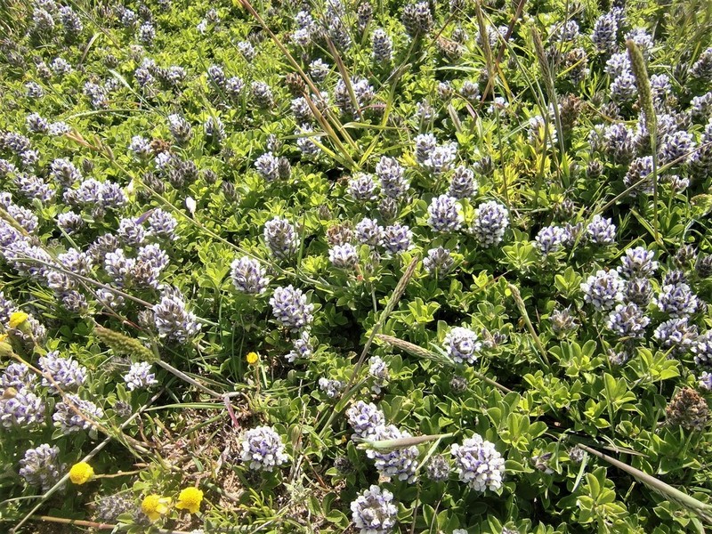 Psoralea sabulosa photo 2