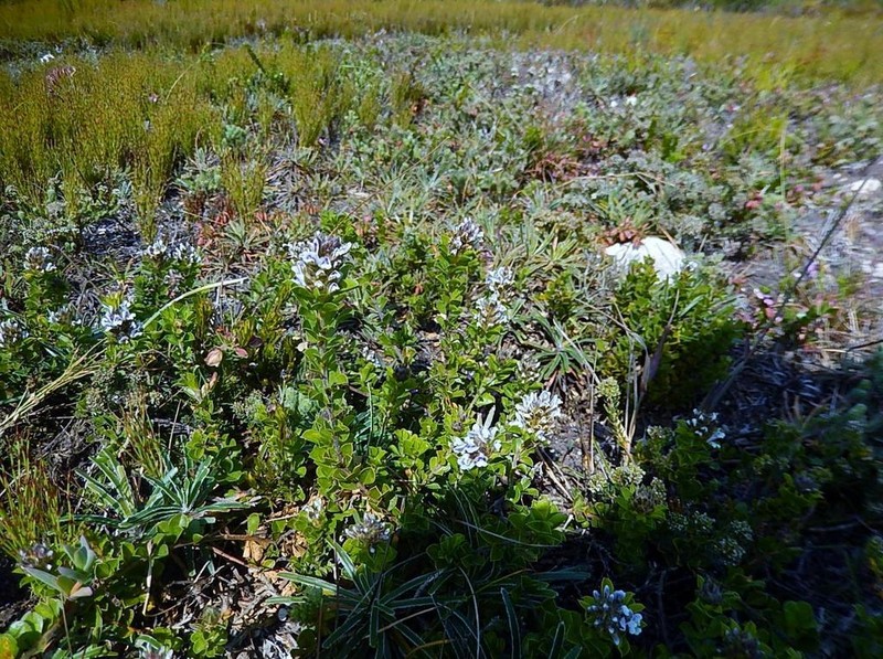 Psoralea sabulosa photo 3