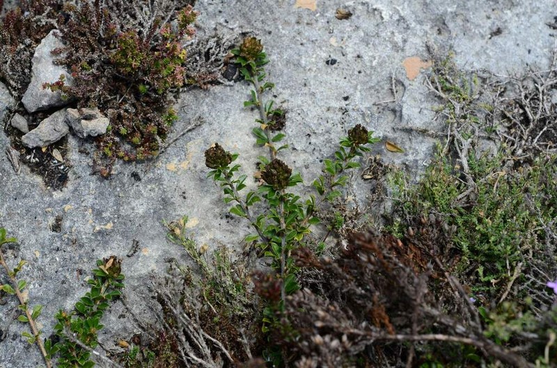 Psoralea sabulosa photo 4