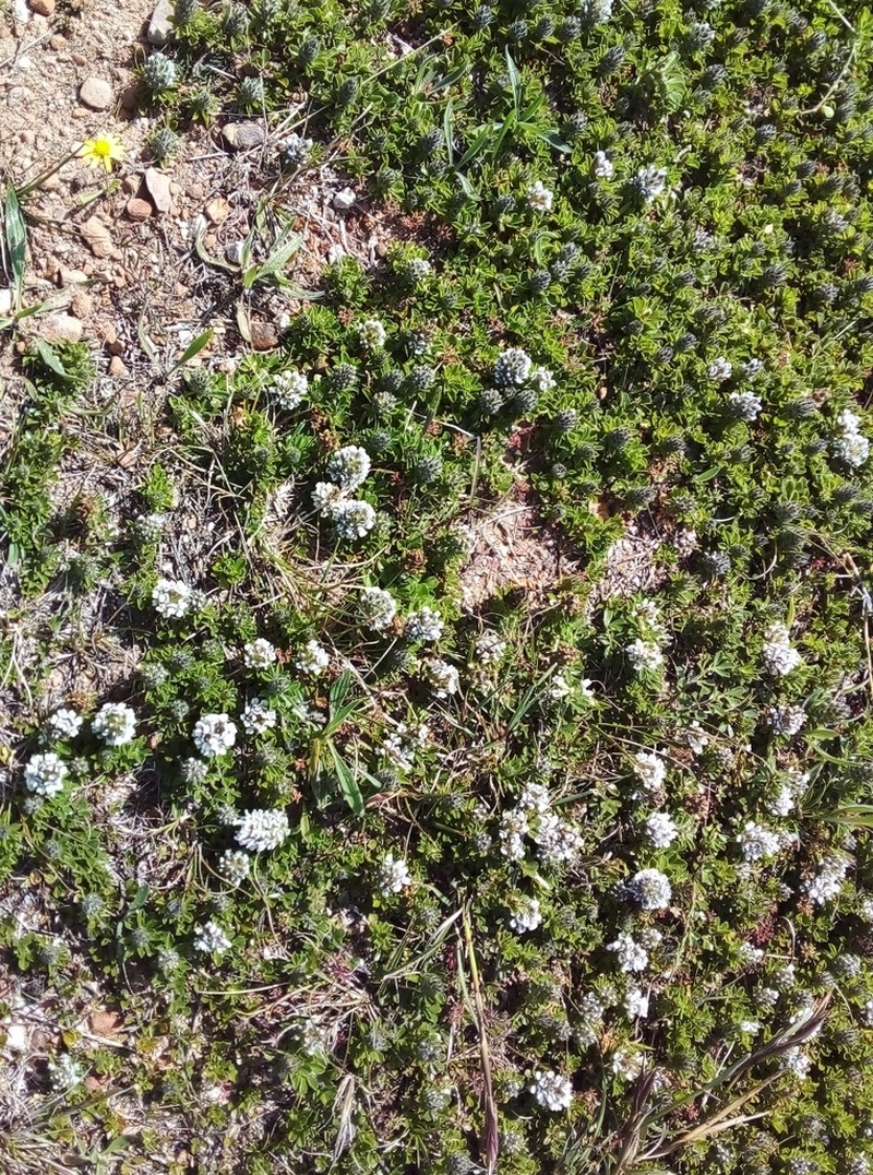 Psoralea sabulosa photo 5