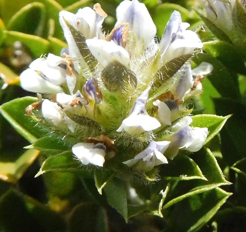 Psoralea sabulosa photo 6