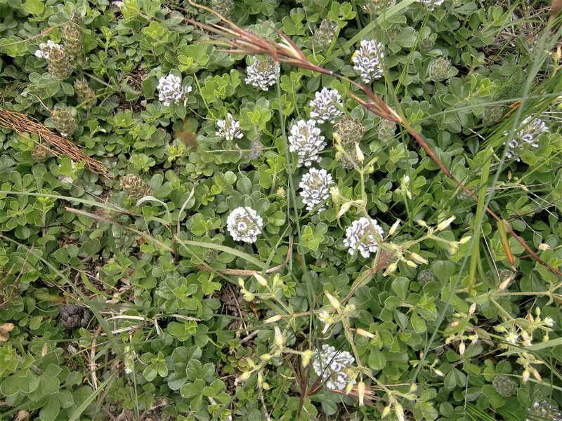 Psoralea sabulosa photo 7