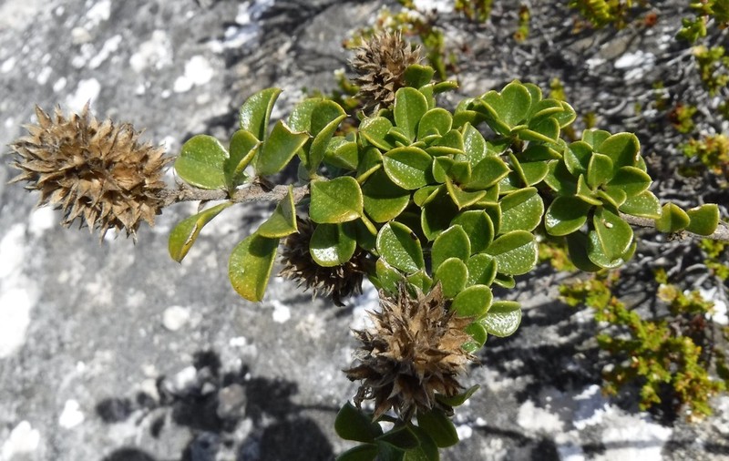 Psoralea sabulosa photo 8