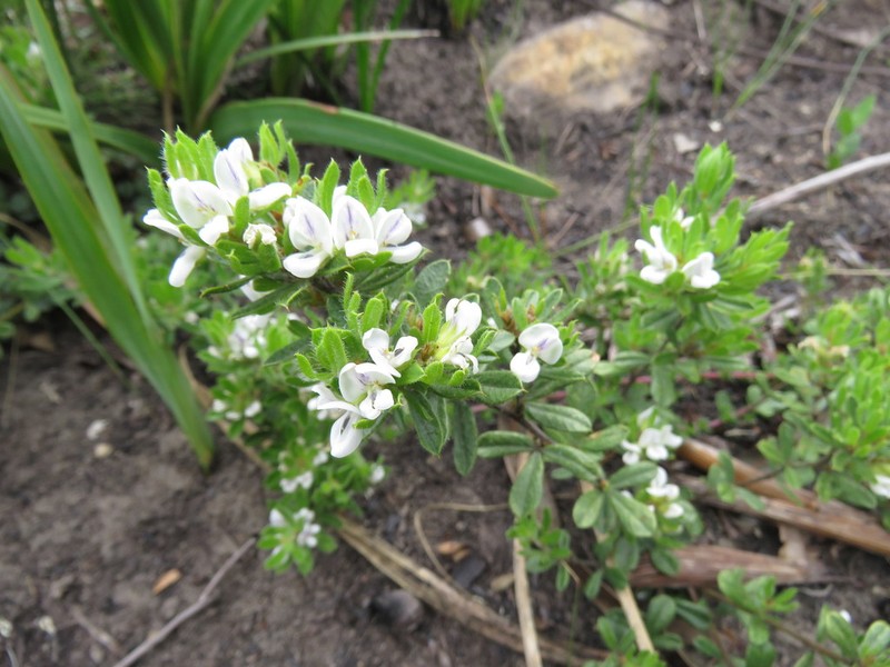 Psoralea saxosa photo 2