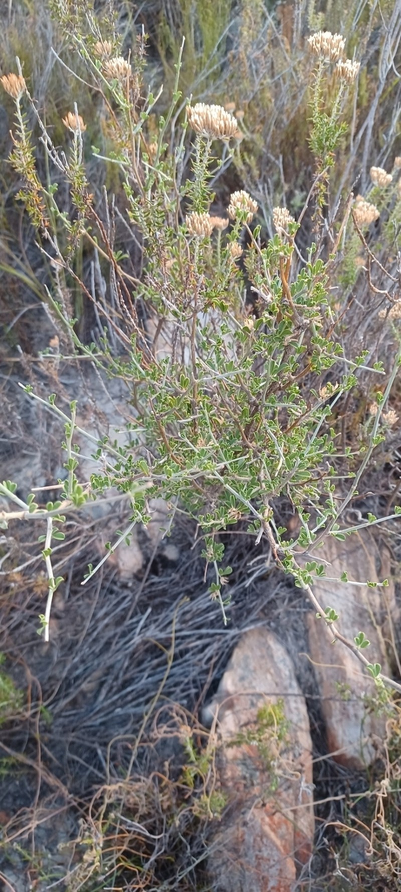 Psoralea schutteae