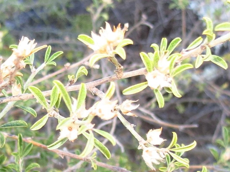 Psoralea schutteae photo 2