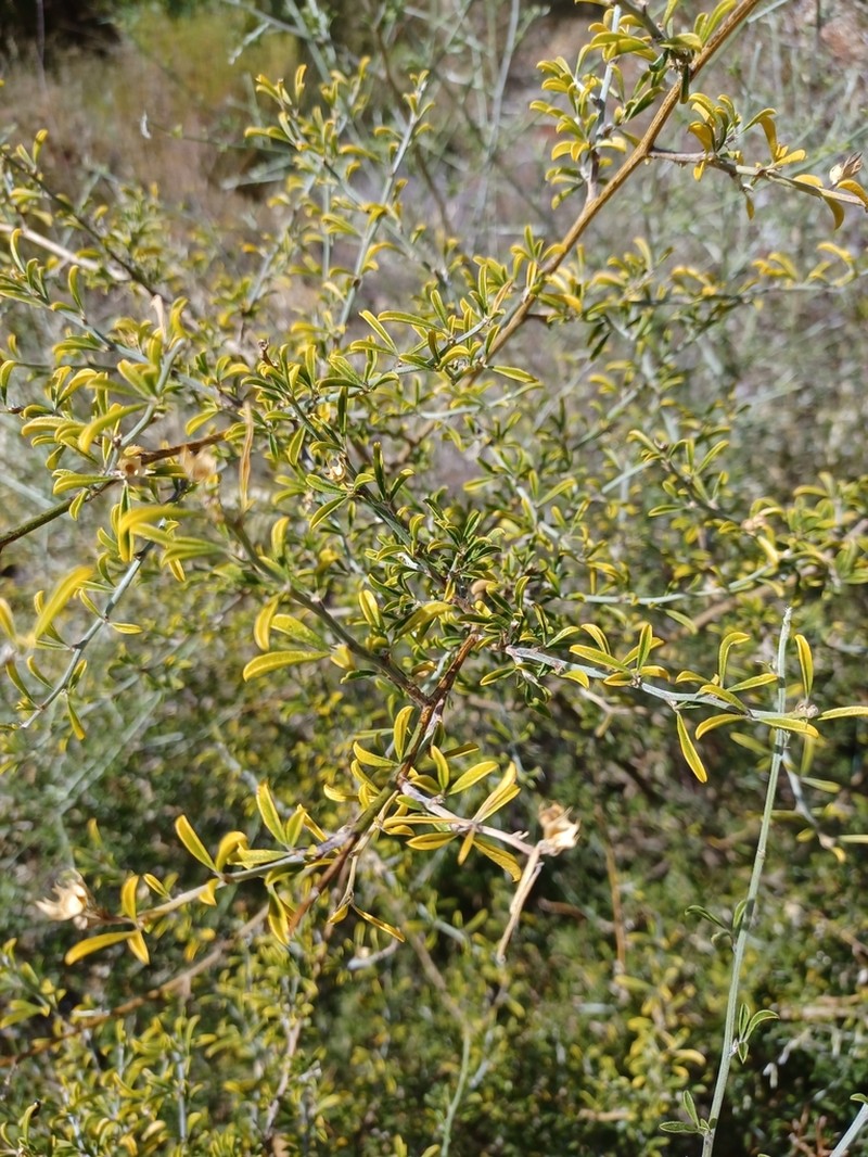 Psoralea schutteae photo 3