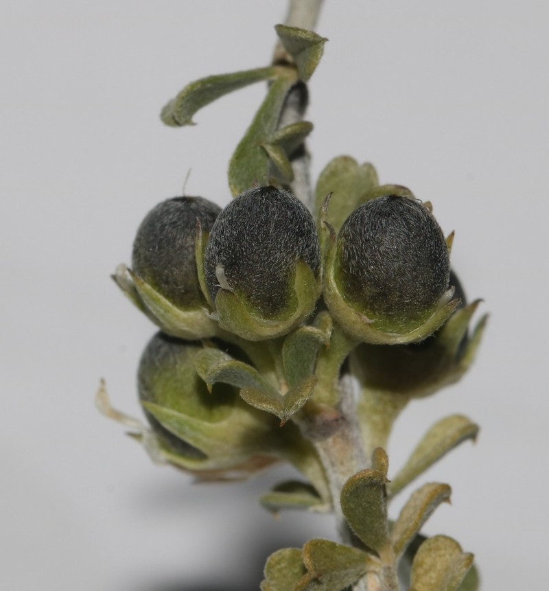 Psoralea schutteae photo 4