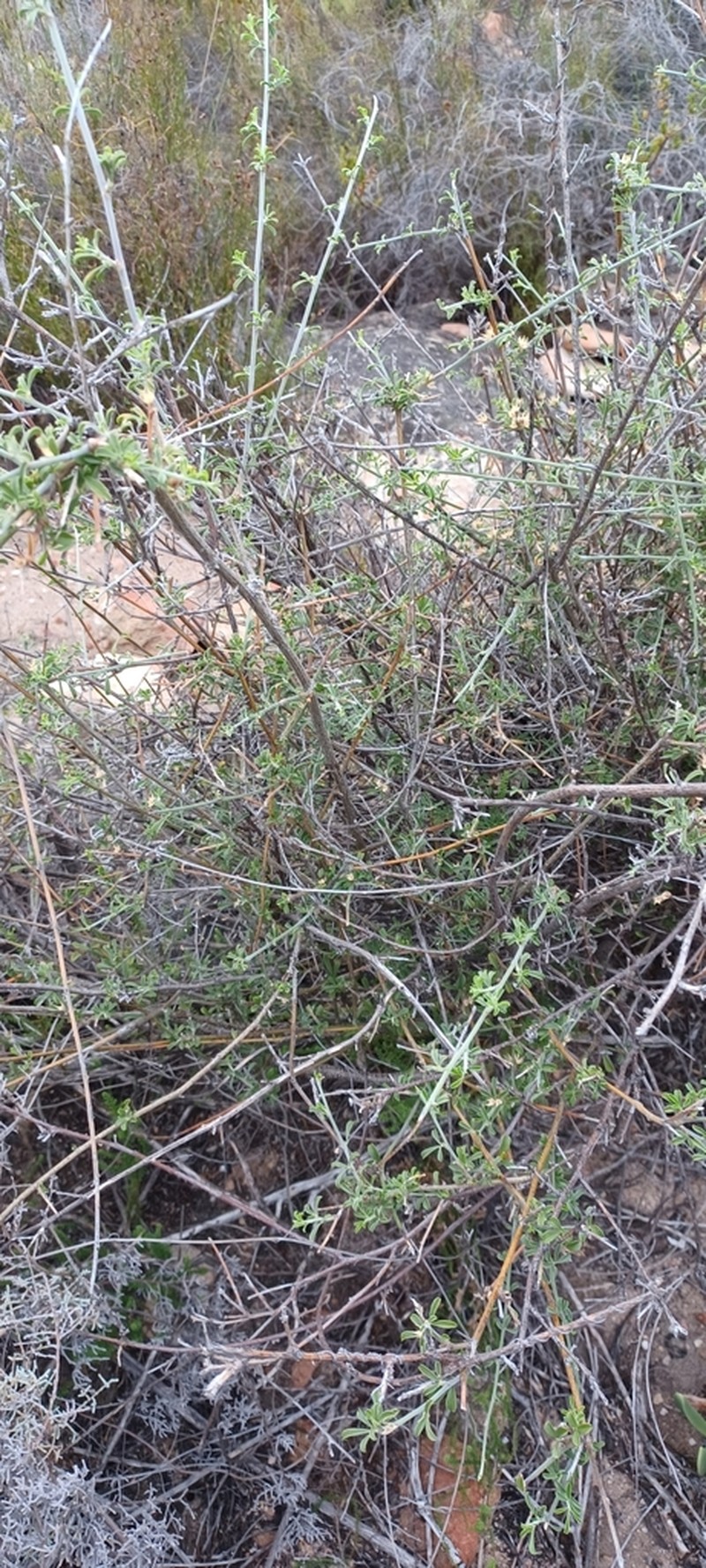 Psoralea schutteae photo 5