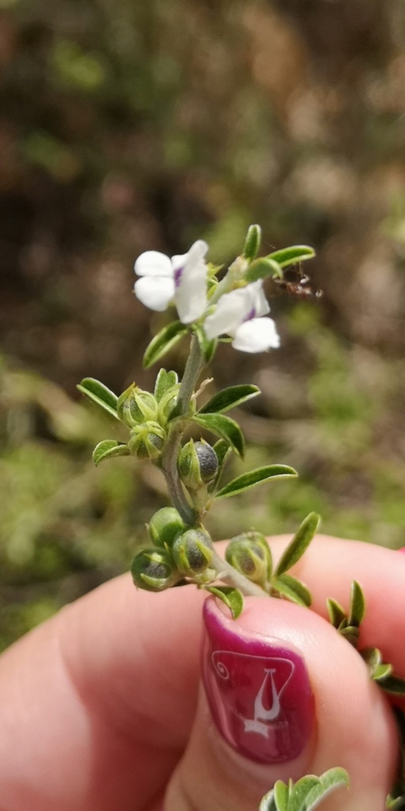 Psoralea schutteae photo 6