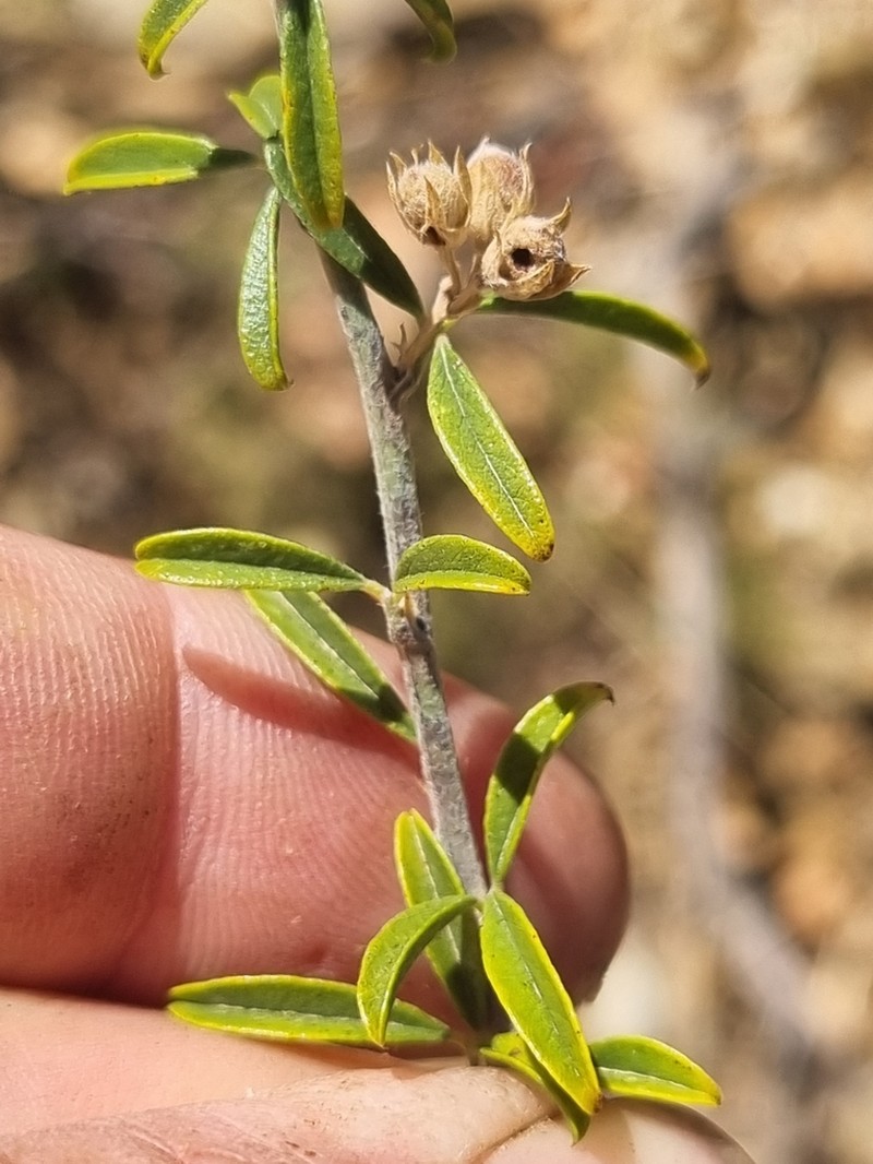 Psoralea schutteae photo 7