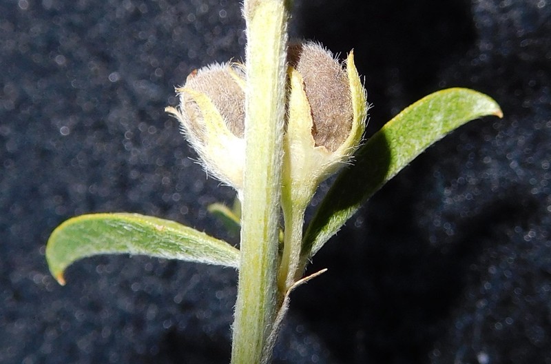 Psoralea schutteae photo 8