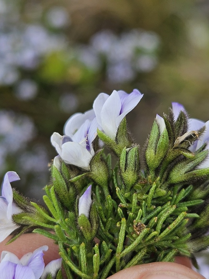 Psoralea semota photo 2
