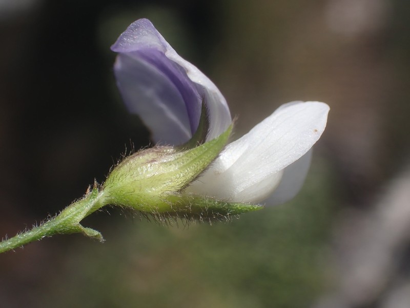 Psoralea semota photo 3