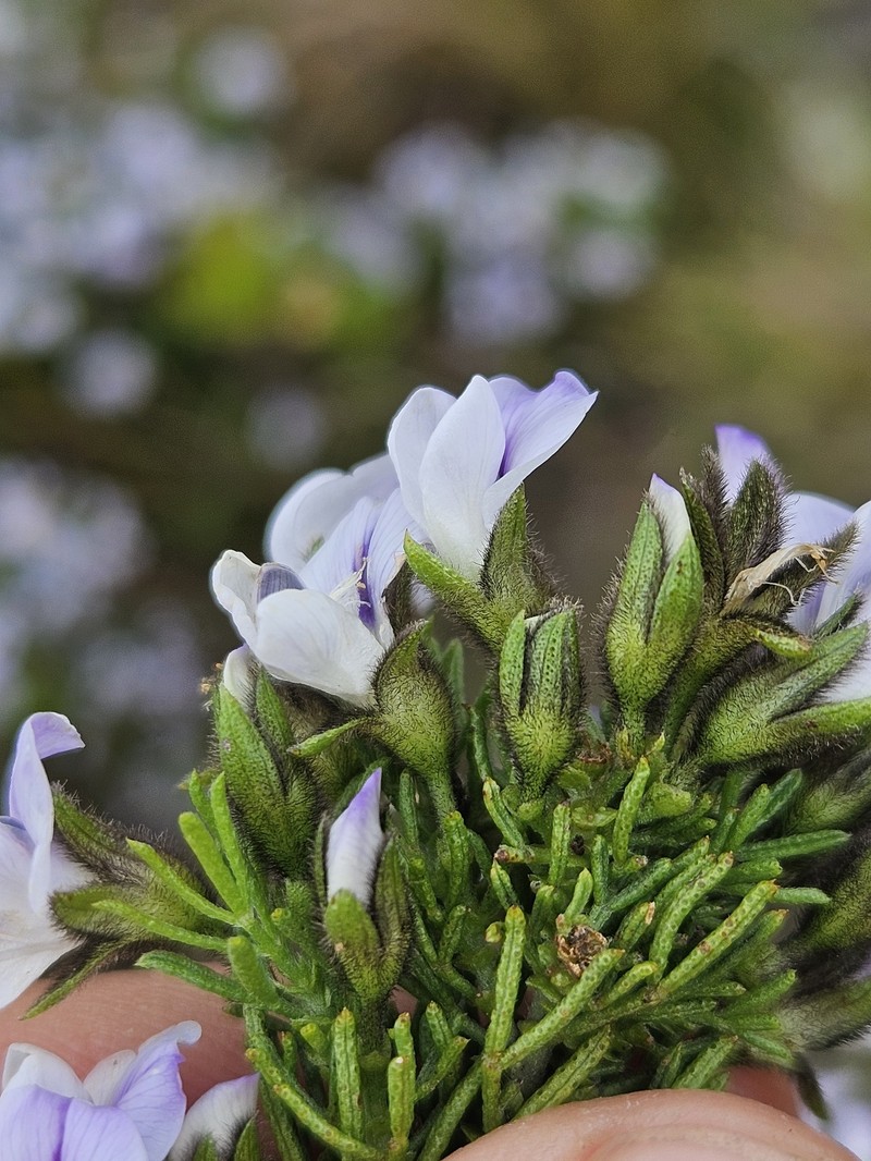 Psoralea semota photo 7
