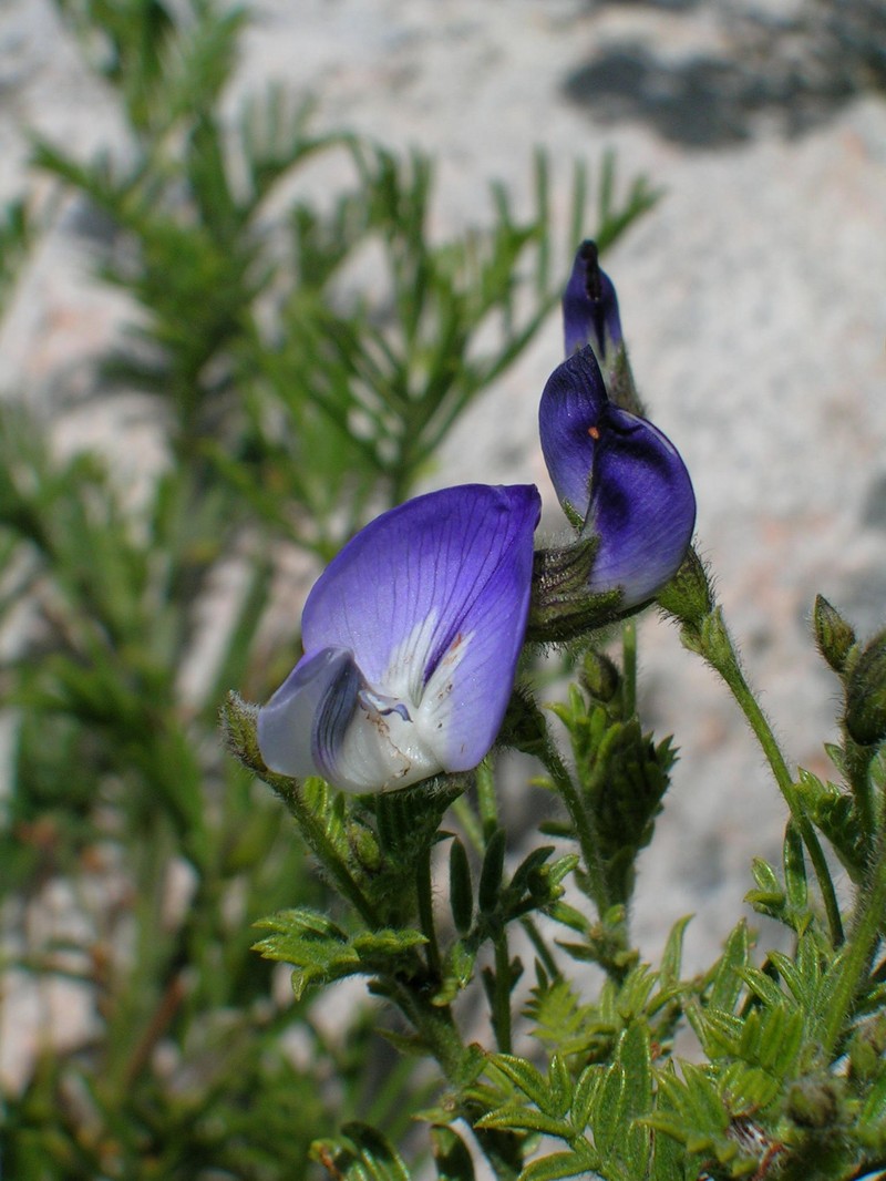 Psoralea semota photo 8