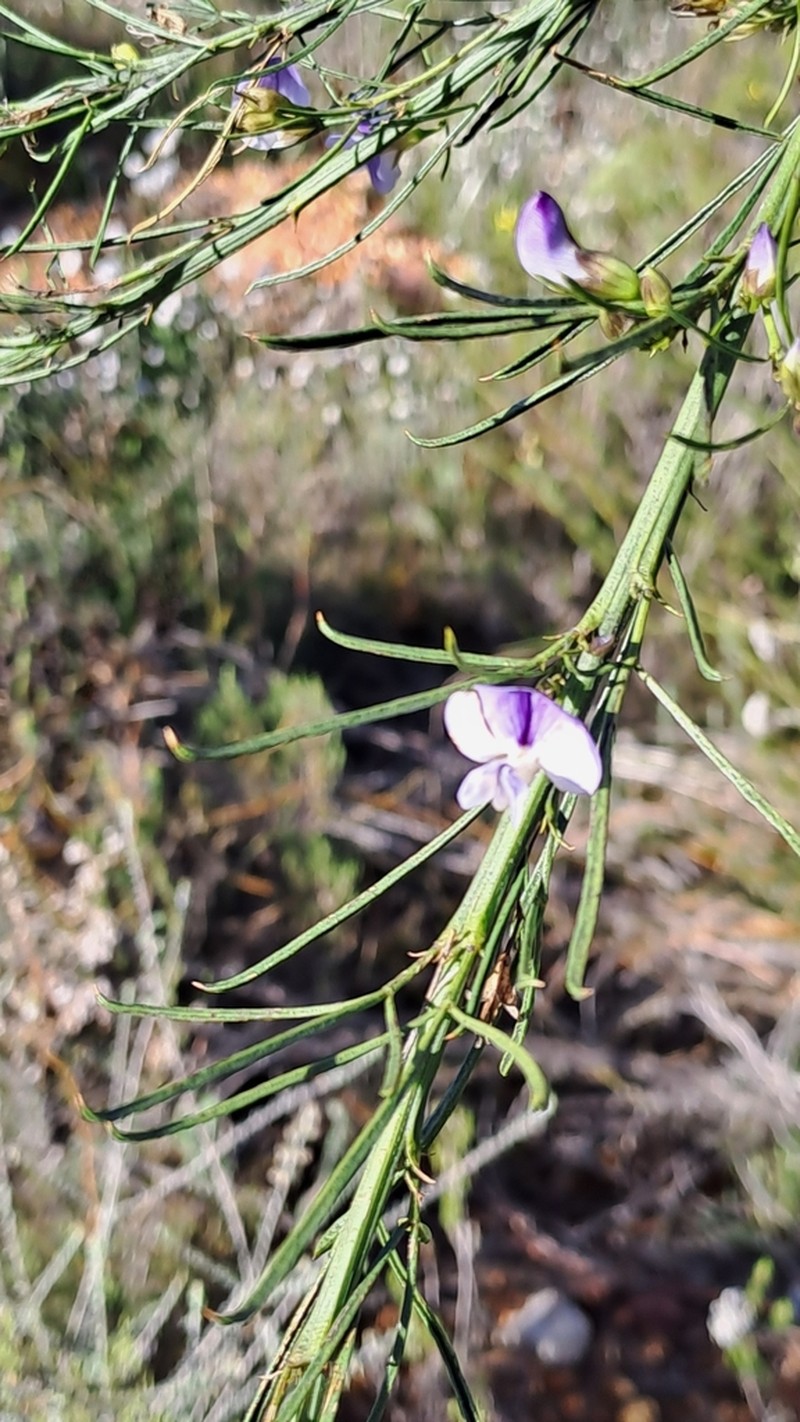 Psoralea sordida