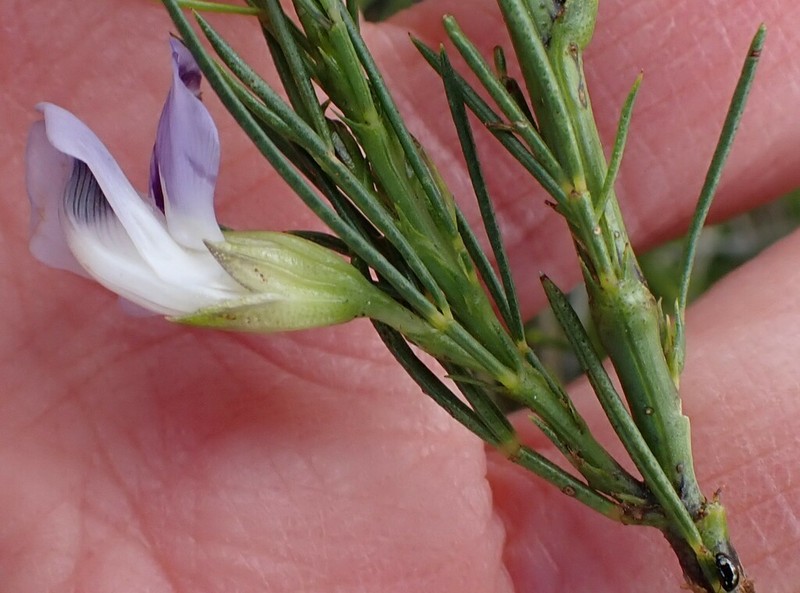 Psoralea sordida photo 2