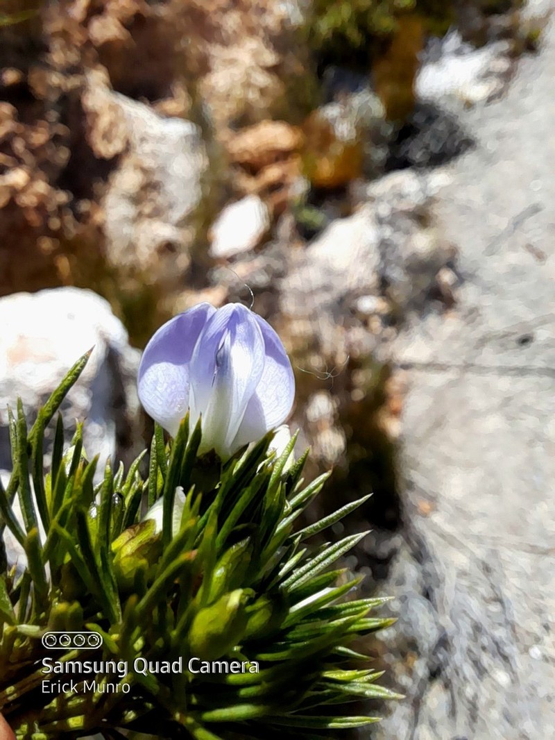 Psoralea sordida photo 3