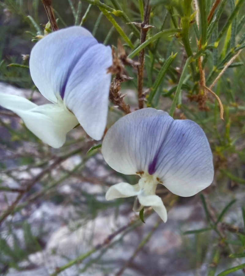 Psoralea sordida photo 4
