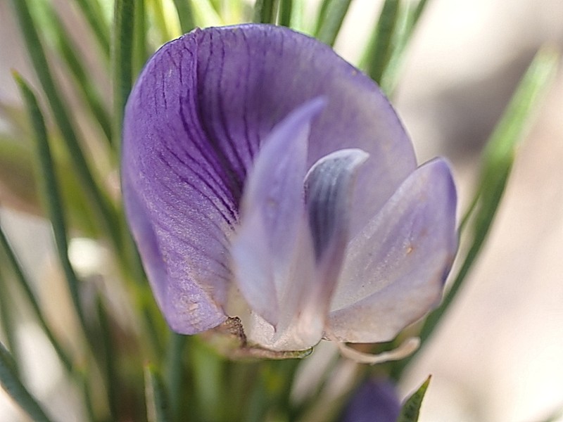 Psoralea sordida photo 6