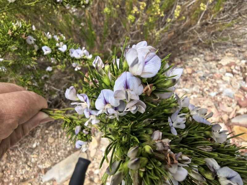 Psoralea sordida photo 7