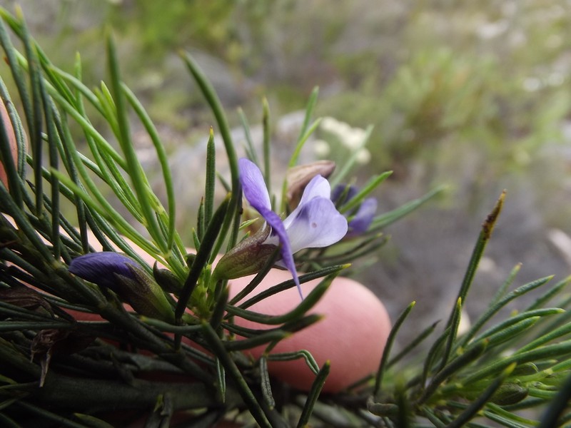 Psoralea sordida photo 8