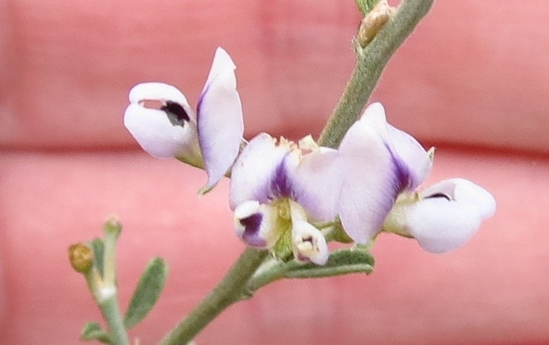 Psoralea spissa
