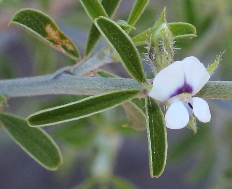 Psoralea spissa photo 2