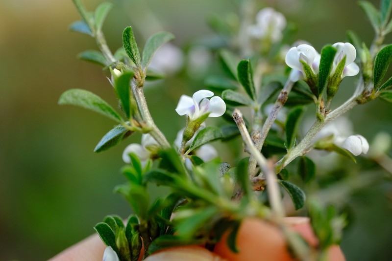 Psoralea spissa photo 3