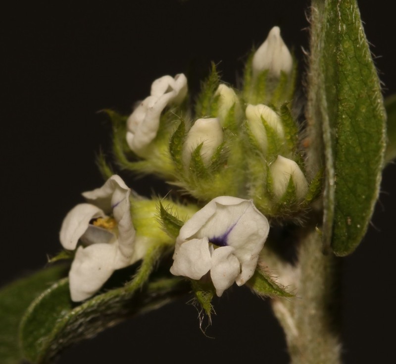 Psoralea spissa photo 4