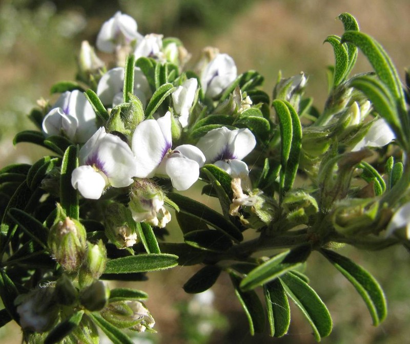 Psoralea spissa photo 5