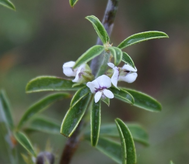 Psoralea spissa photo 6
