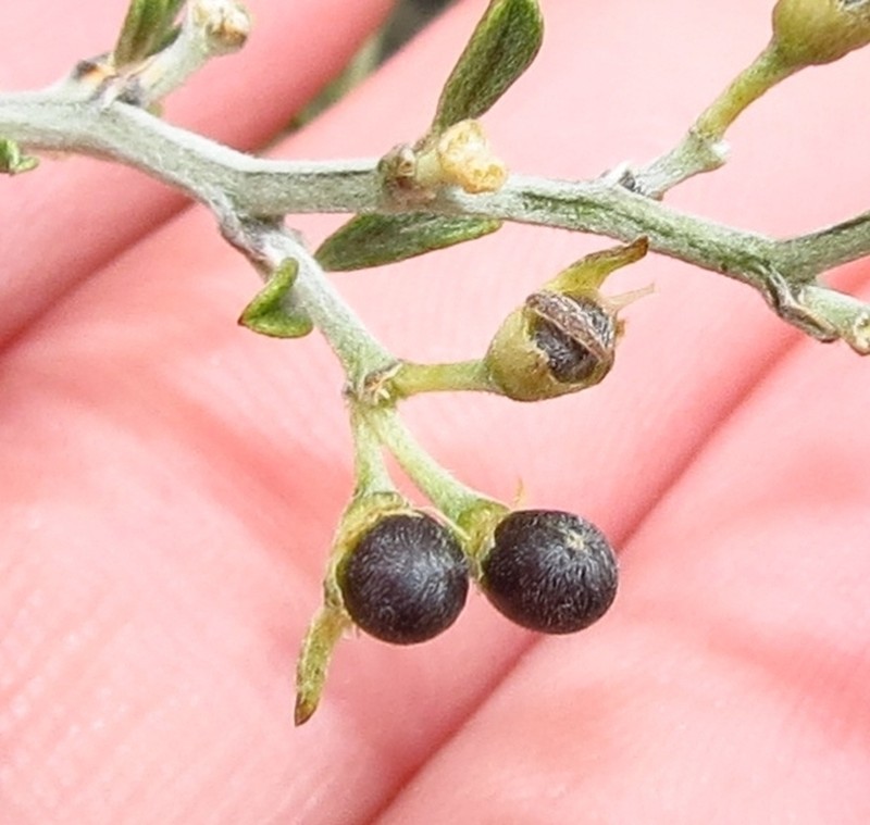 Psoralea spissa photo 7