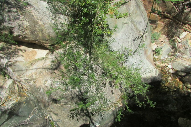 Psoralea suaveolens photo 2