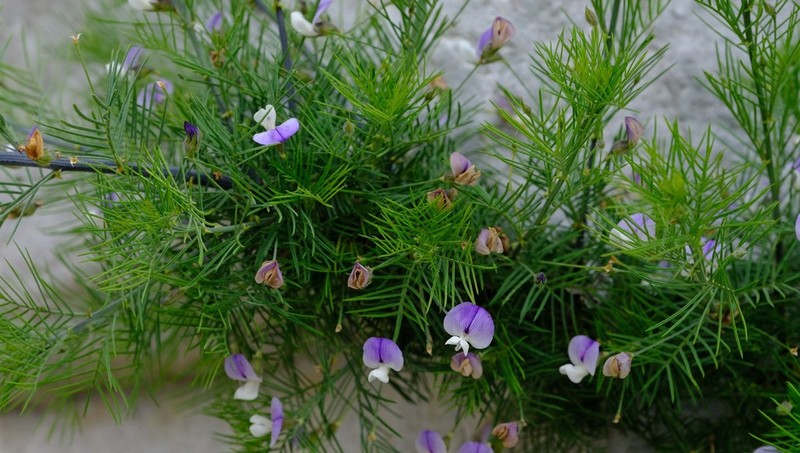 Psoralea suaveolens photo 3