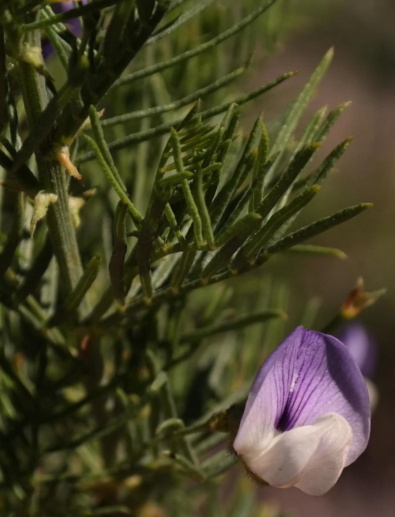 Psoralea suaveolens photo 4